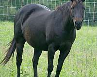 reining-prospect-quarter-horse