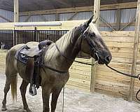 breeding-rocky-mountain-horse