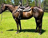 black-none-horse