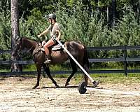 barrel-racing-quarter-horse