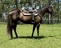 endurance-quarter-horse