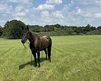 cutting-prospect-quarter-horse