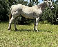 athletic-quarter-horse