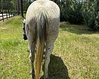 barrel-quarter-horse