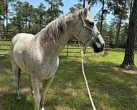 barrel-racing-quarter-horse