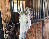 endurance-quarter-horse