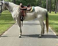 trail-quarter-horse