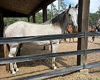 ranch-quarter-horse