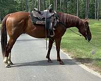 stripe-two-back-socks-horse