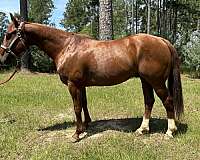 athletic-quarter-horse