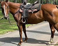 ranch-work-quarter-horse