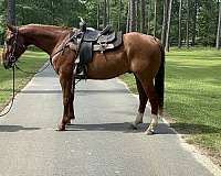 picks-up-all-four-feet-gelding