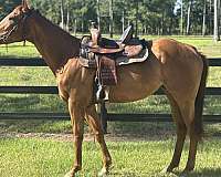 barrel-quarter-horse