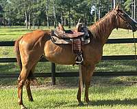 barrel-racing-quarter-horse