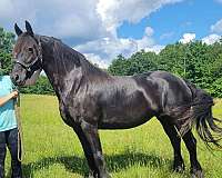 kfps-mare-broodmare