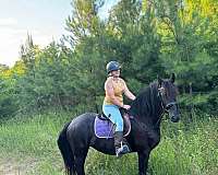 beginner-rider-friesian-horse