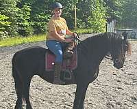 advanced-friesian-horse