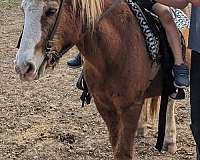 13hh-haflinger-horse