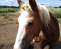 barn-haflinger-horse