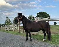 companion-miniature-horse