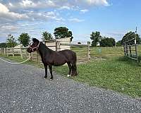 halter-miniature-horse