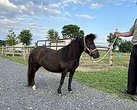 kid-safe-miniature-horse