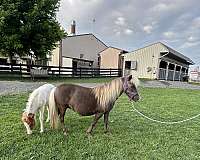 halter-trained-mare-broodmare