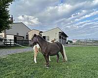 breeding-miniature-horse