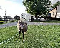 companion-miniature-horse