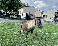 flashy-miniature-horse