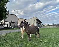 halter-miniature-horse