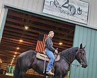 17-hand-percheron-filly