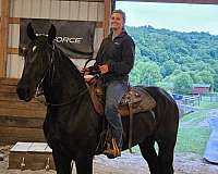 champion-friesian-percheron-horse