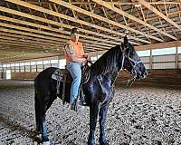 started-under-saddle-friesian-percheron-horse