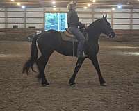 black-friesian-percheron-weanling