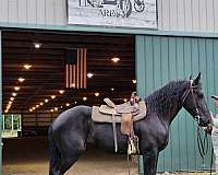 black-friesian-percheron-yearling