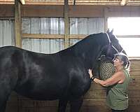 friesian-percheron-foal