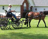 bay-welsh-pony-gelding