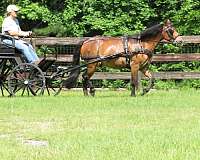 driving-pleasure-driving-gelding