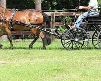 driving-pleasure-driving-horse