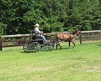 bay-gelding-for-sale