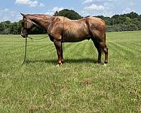 red-roan-star-horse