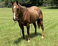 built-quarter-horse