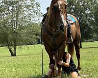 beginner-safe-kid-pony-quarter-horse