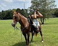 beginner-safe-quarter-horse