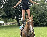 calf-roping-quarter-horse