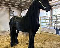 friesian-horse-for-sale