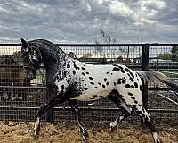 friesian-horse