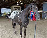 friesian