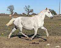 black-grey-stallion-for-sale